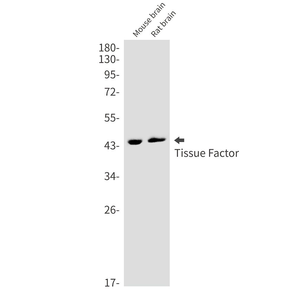 Anti-Tissue Factor Rabbit Monoclonal Antibody