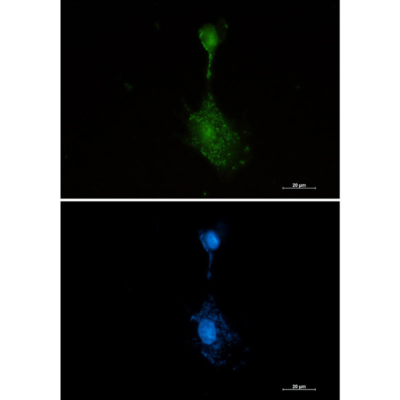 Anti-RSK3 Rabbit Monoclonal Antibody