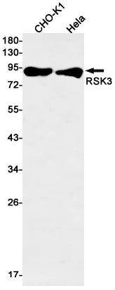 Anti-RSK3 Rabbit Monoclonal Antibody
