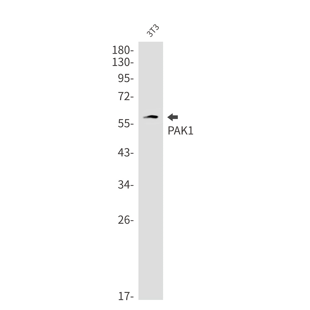 Anti-PAK1 Rabbit Monoclonal Antibody
