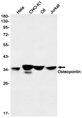 Anti-Osteopontin Rabbit Monoclonal Antibody