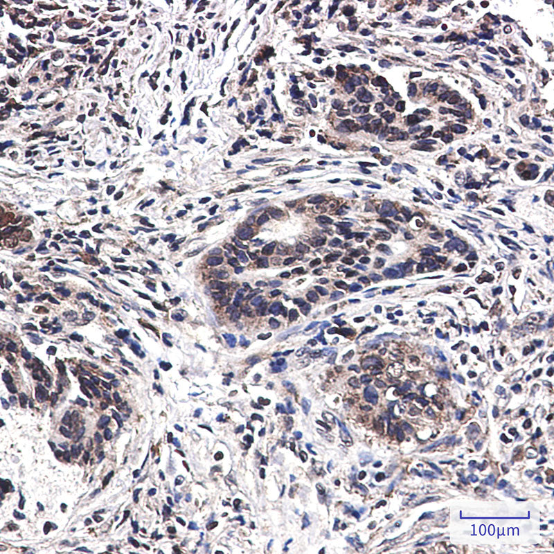 Anti-MST1 Rabbit Monoclonal Antibody