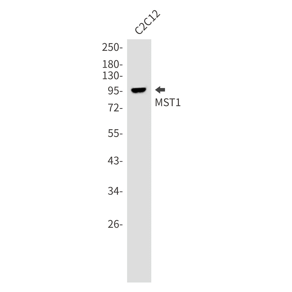 Anti-MST1 Rabbit Monoclonal Antibody