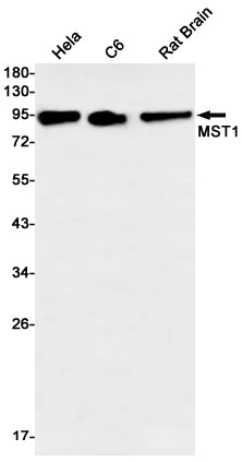 Anti-MST1 Rabbit Monoclonal Antibody