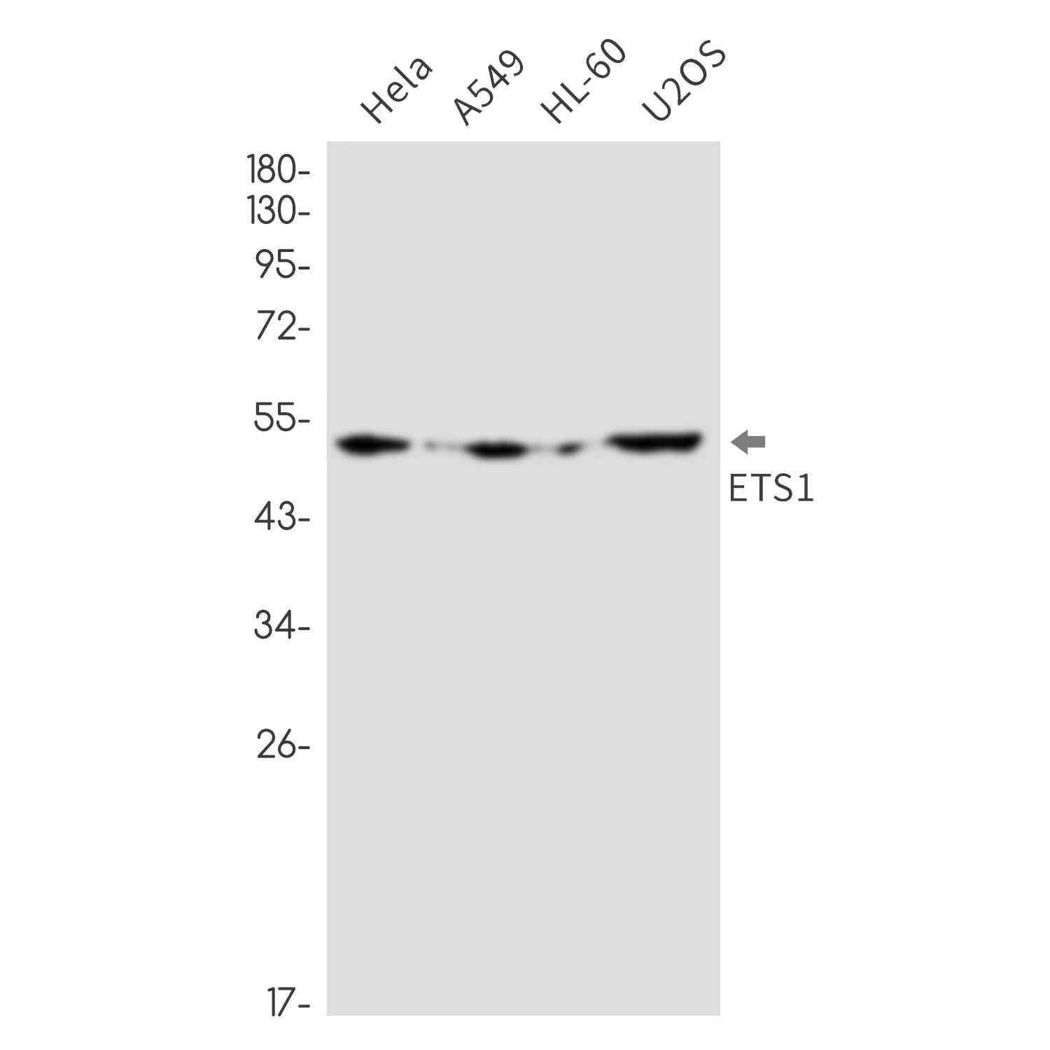 Anti-ETS1 Rabbit Monoclonal Antibody