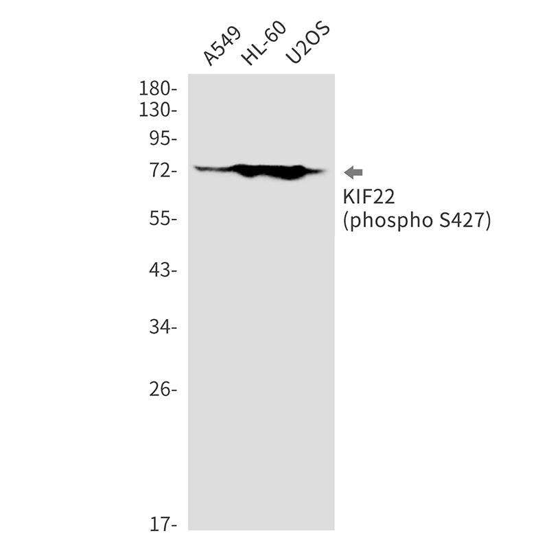 Anti-Phospho-KIF22 (Ser427) Rabbit Monoclonal Antibody