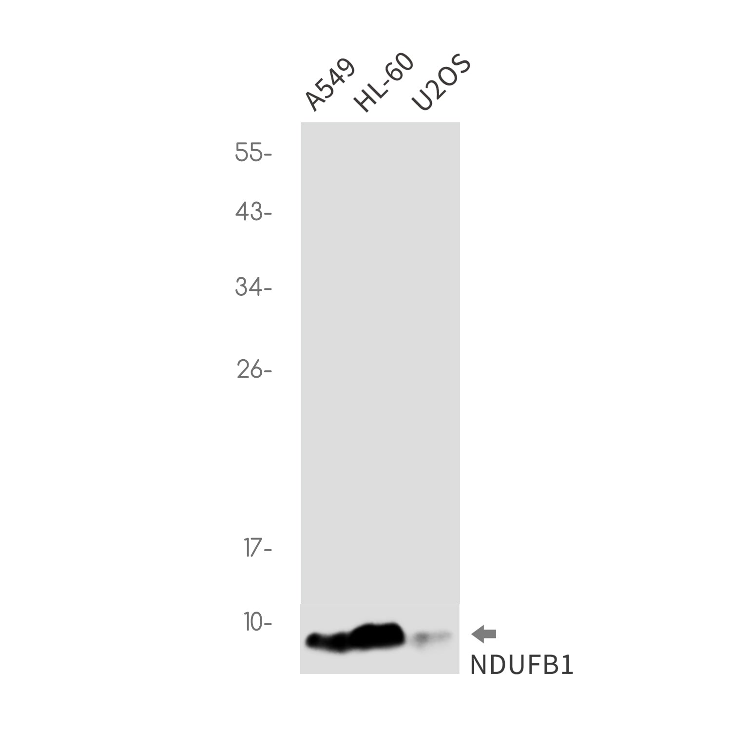 Anti-NDUFB1 Rabbit Monoclonal Antibody