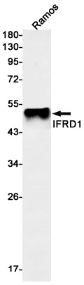 Anti-IFRD1 Rabbit Monoclonal Antibody