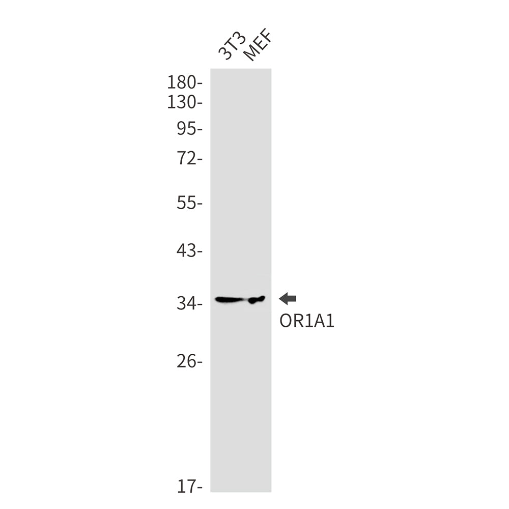 Anti-OR1A1 Rabbit Monoclonal Antibody
