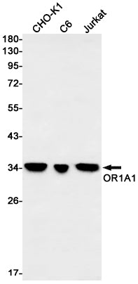 Anti-OR1A1 Rabbit Monoclonal Antibody