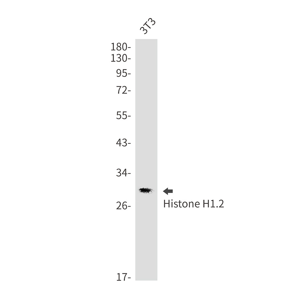 Anti-Histone H1.2 Rabbit Monoclonal Antibody