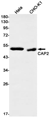 Anti-CAP2 Rabbit Monoclonal Antibody