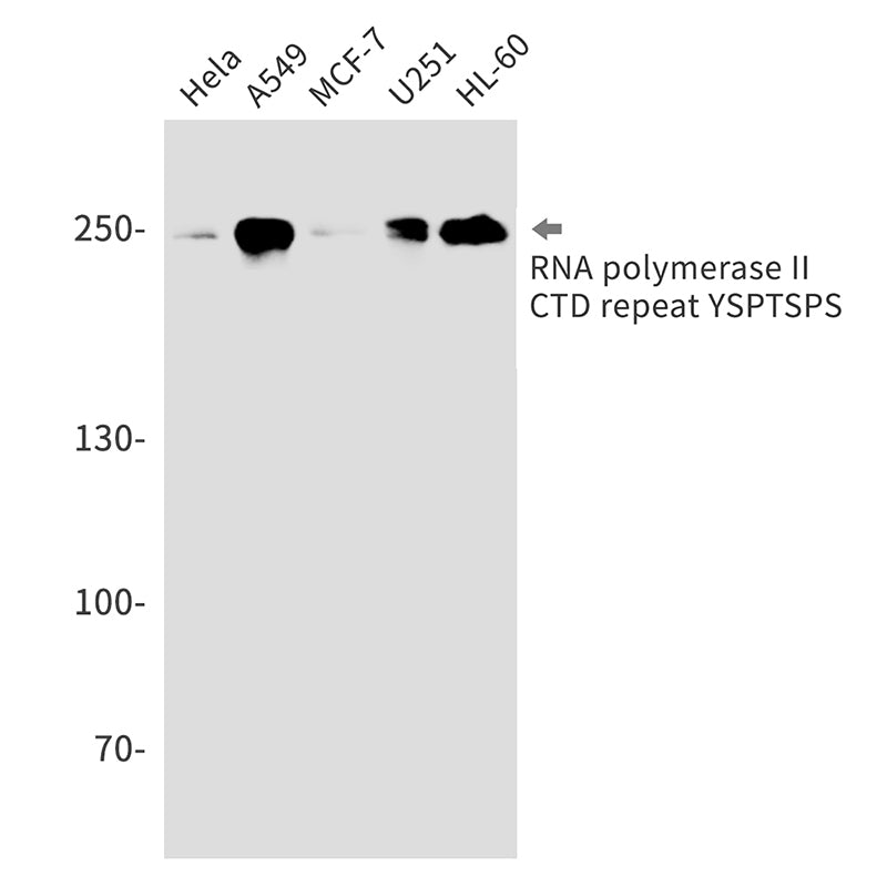 Anti-RNA Polymerase II Subunit B1 Rabbit Monoclonal Antibody
