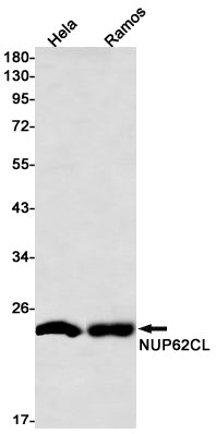 Anti-NUP62CL Rabbit Monoclonal Antibody