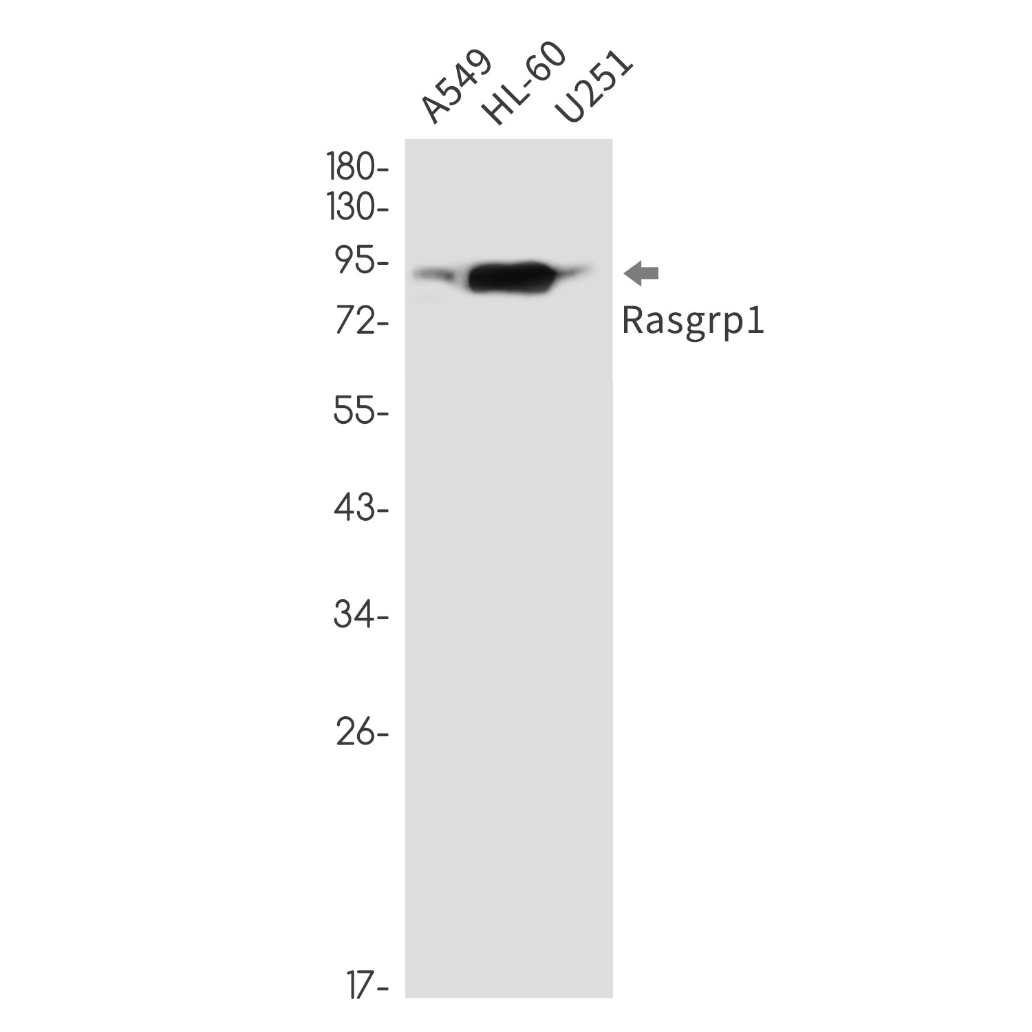 Anti-RASGRP1 Rabbit Monoclonal Antibody