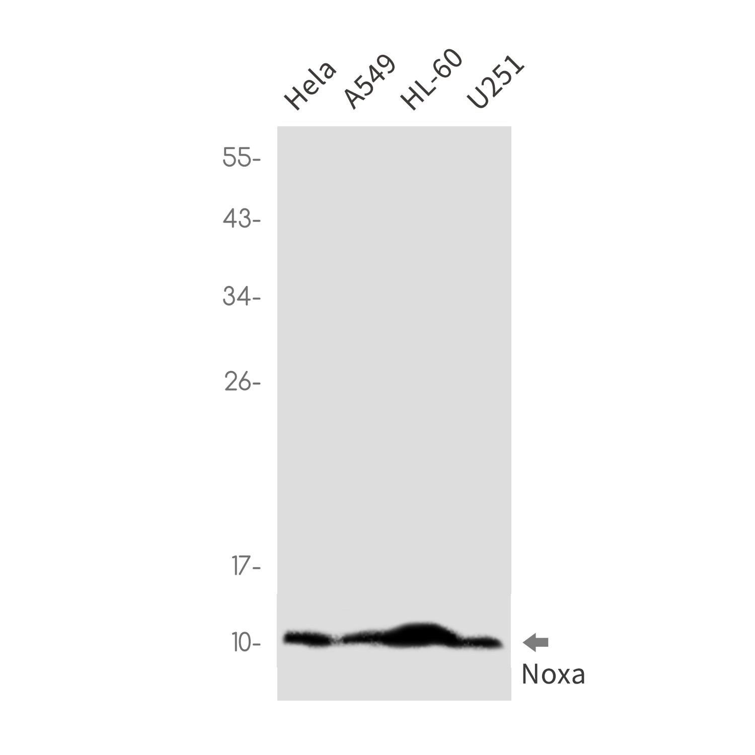 Anti-NOXA Rabbit Monoclonal Antibody