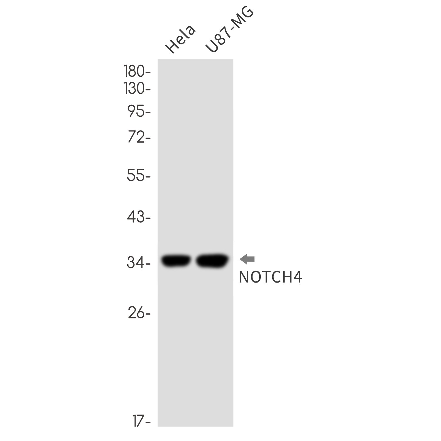 Anti-Notch4 Rabbit Monoclonal Antibody