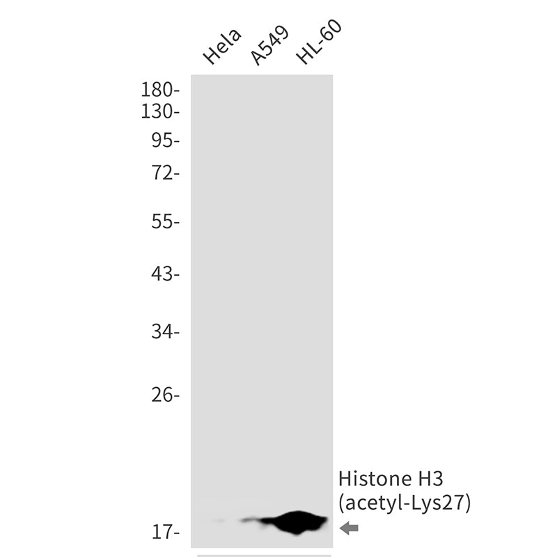 Anti-Acetyl-Histone H3 (Lys27) Rabbit Monoclonal Antibody