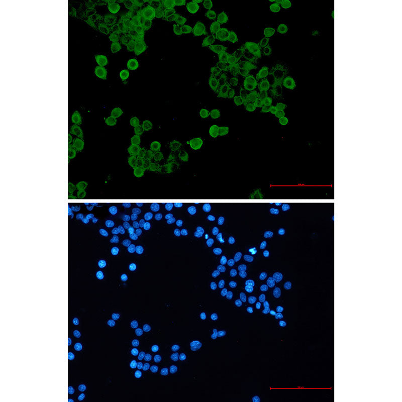 Anti-Phospho-AMPK alpha 1 (Ser496) Rabbit Monoclonal Antibody