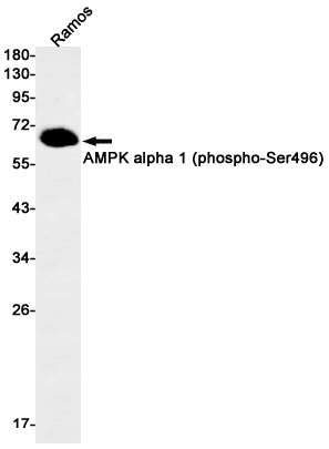 Anti-Phospho-AMPK alpha 1 (Ser496) Rabbit Monoclonal Antibody