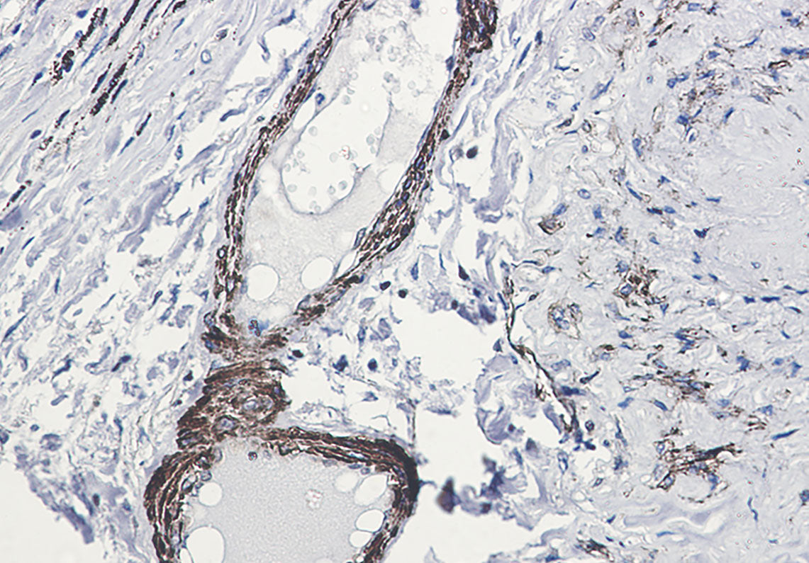 Anti-Phospho-beta Arrestin 1 (Ser412) Rabbit Monoclonal Antibody