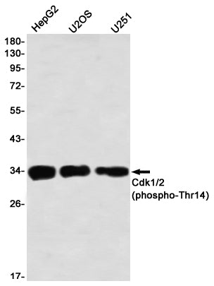 Anti-Phospho-CDK1/2 (Thr14) Rabbit Monoclonal Antibody