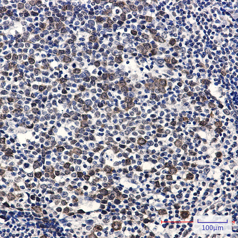 Anti-Phospho-CDK2 (Thr14) Rabbit Monoclonal Antibody