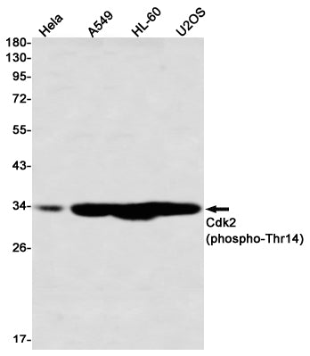 Anti-Phospho-CDK2 (Thr14) Rabbit Monoclonal Antibody