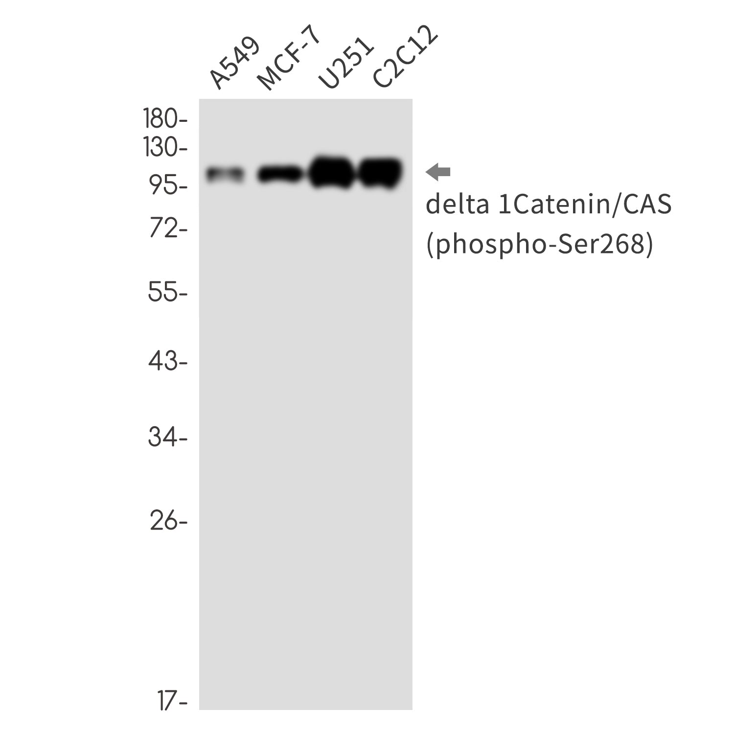 Anti-Phospho-delta 1 Catenin (Ser268) Rabbit Monoclonal Antibody