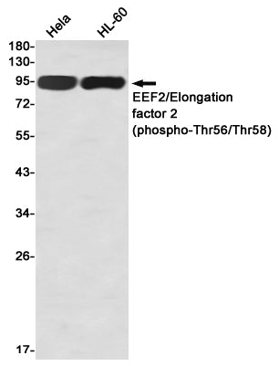 Anti-Phospho-Elongation Factor 2 (Thr56/Thr58) Rabbit Monoclonal Antibody