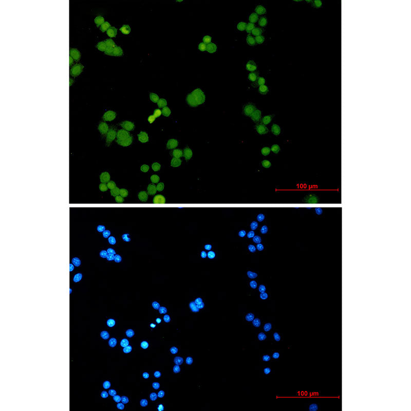 Anti-Phospho-MCM2 (Ser27) Rabbit Monoclonal Antibody