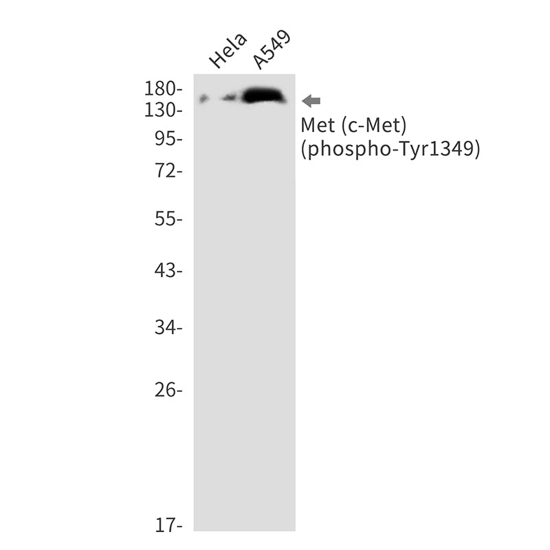 Anti-Phospho-c-Met (Tyr1349) Rabbit Monoclonal Antibody