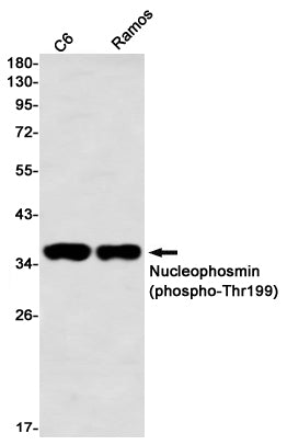Anti-Phospho-Nucleophosmin (Thr199) Rabbit Monoclonal Antibody