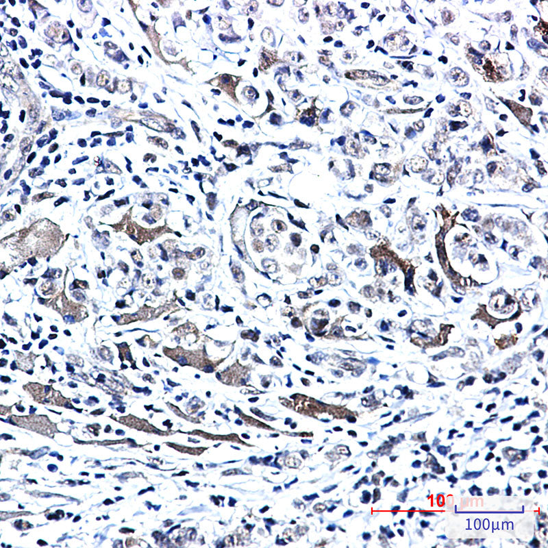 Anti-Phospho-PTS (Ser19) Rabbit Monoclonal Antibody