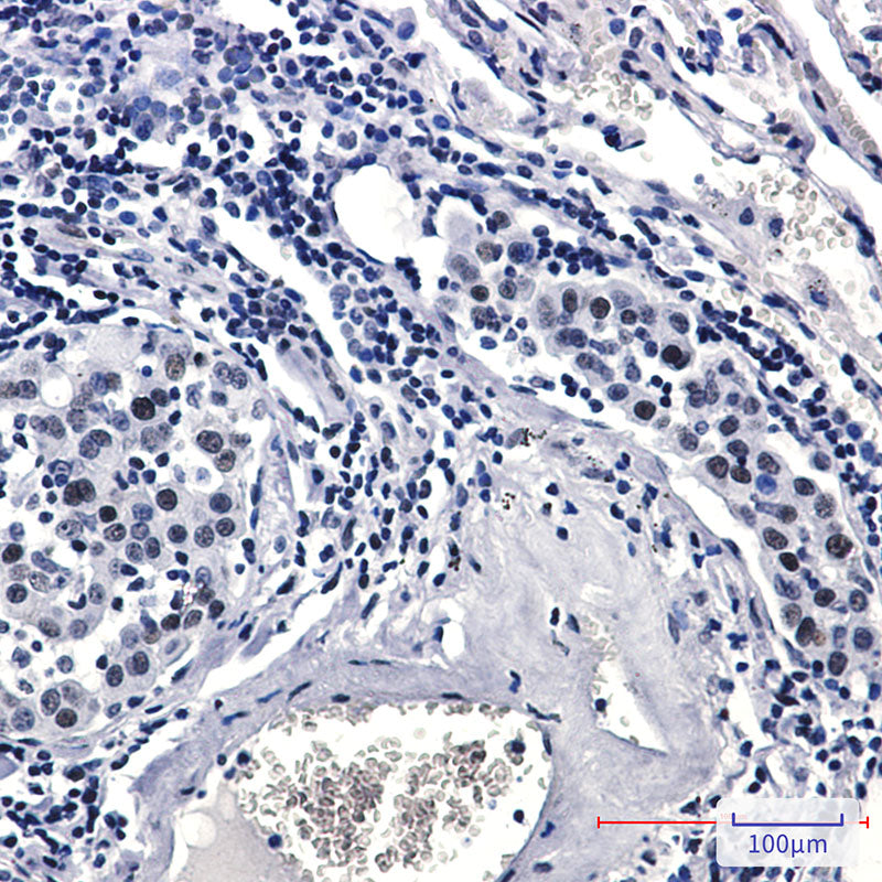 Anti-Phospho-Rad17 (Ser656) Rabbit Monoclonal Antibody