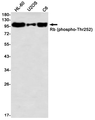 Anti-Phospho-Rb (Thr252) Rabbit Monoclonal Antibody
