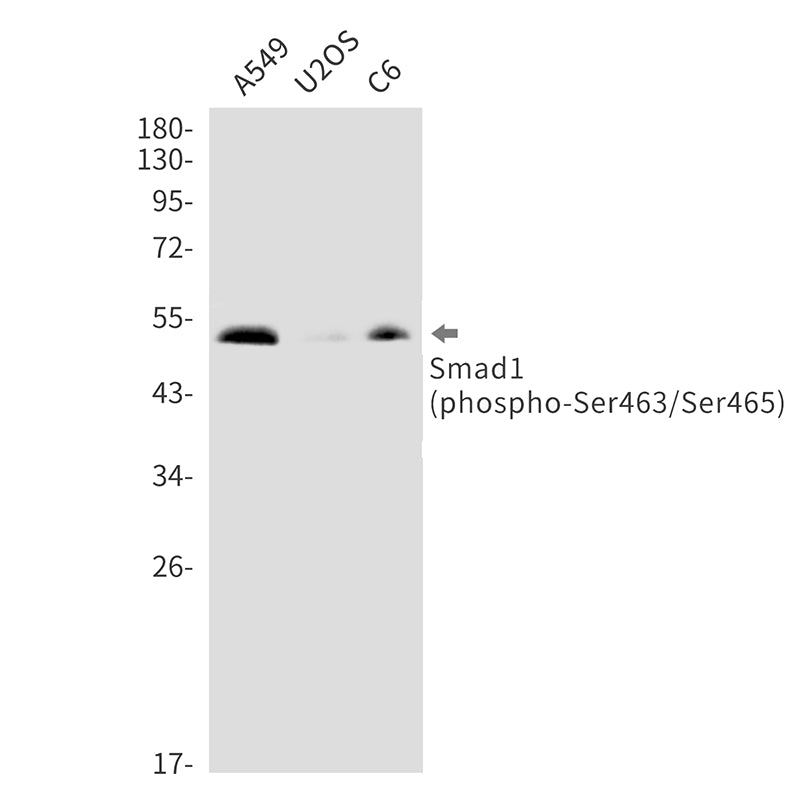 Anti-Phospho-Smad1 (Ser463/Ser465) Rabbit Monoclonal Antibody