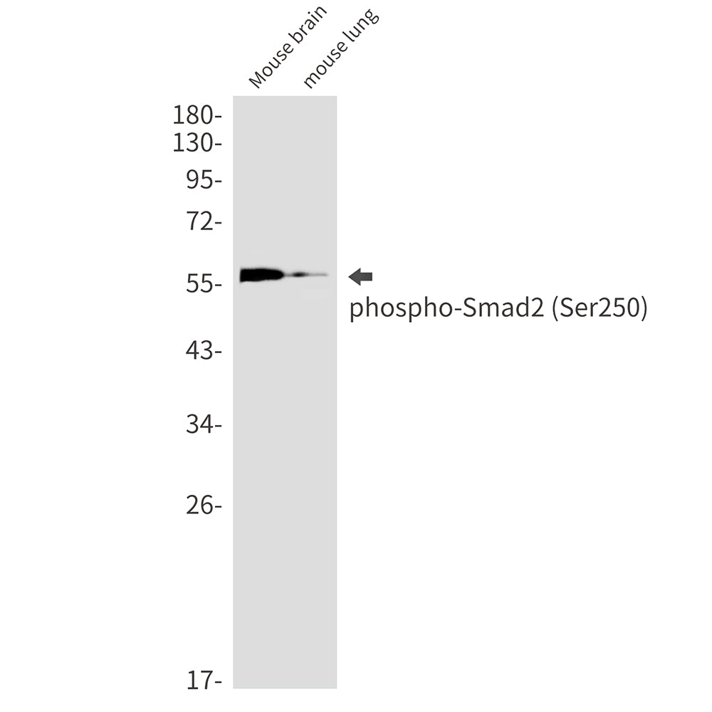 Anti-Phospho-Smad2 (Ser250) Rabbit Monoclonal Antibody