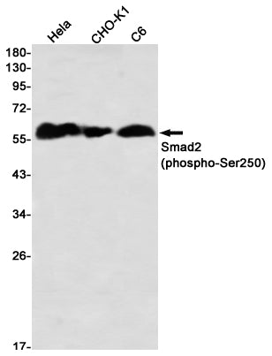 Anti-Phospho-Smad2 (Ser250) Rabbit Monoclonal Antibody