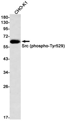 Anti-Phospho-Src (Tyr530) Rabbit Monoclonal Antibody