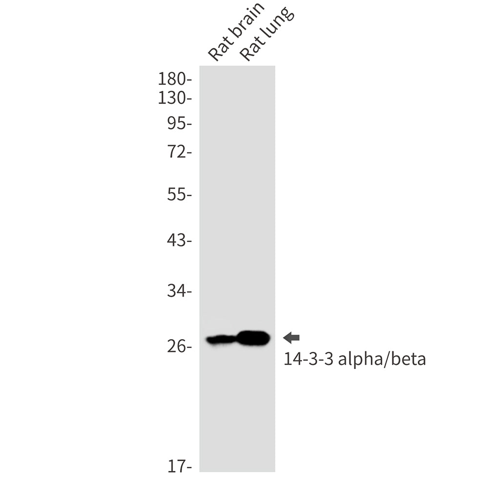 Anti-14-3-3 alpha/beta Rabbit Monoclonal Antibody