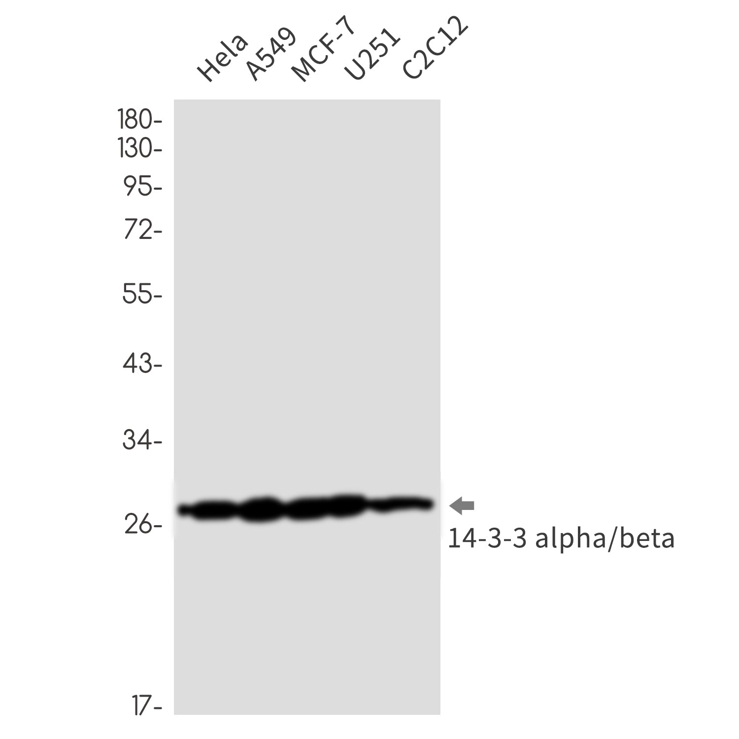 Anti-14-3-3 alpha/beta Rabbit Monoclonal Antibody