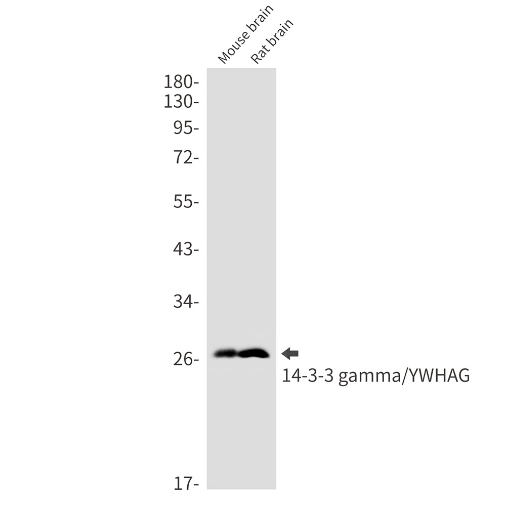 Anti-14-3-3 gamma Rabbit Monoclonal Antibody