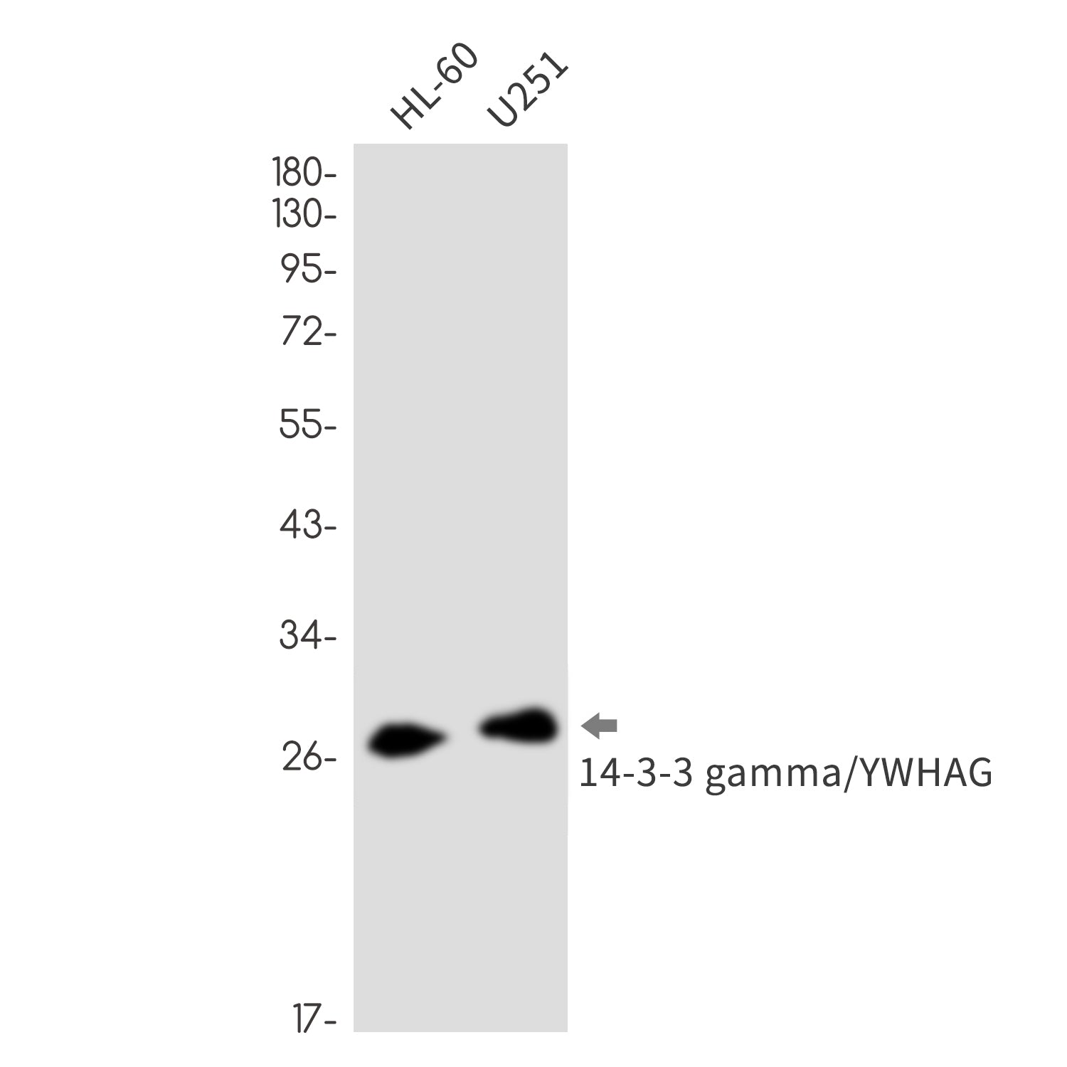 Anti-14-3-3 gamma Rabbit Monoclonal Antibody