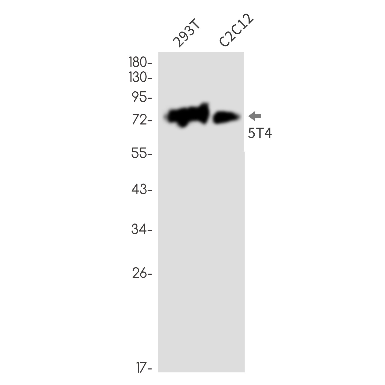 Anti-5T4 Rabbit Monoclonal Antibody