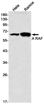 Anti-A RAF Rabbit Monoclonal Antibody