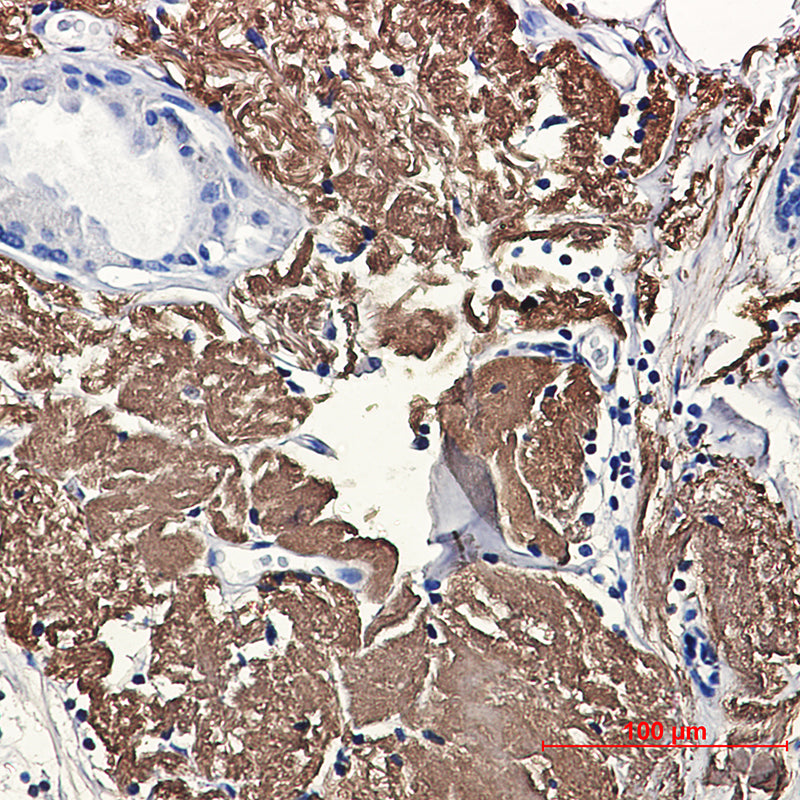 Anti-Aconitase 2 Rabbit Monoclonal Antibody