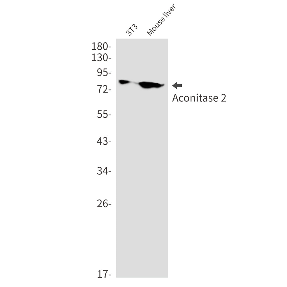 Anti-Aconitase 2 Rabbit Monoclonal Antibody