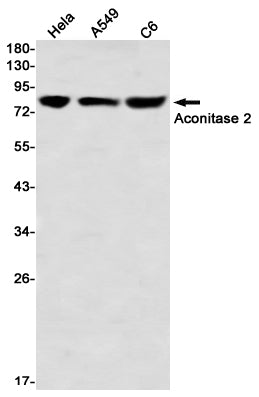 Anti-Aconitase 2 Rabbit Monoclonal Antibody