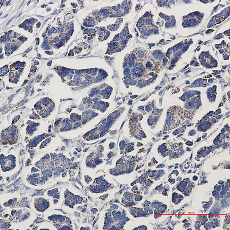 Anti-Aconitase 2 Rabbit Monoclonal Antibody